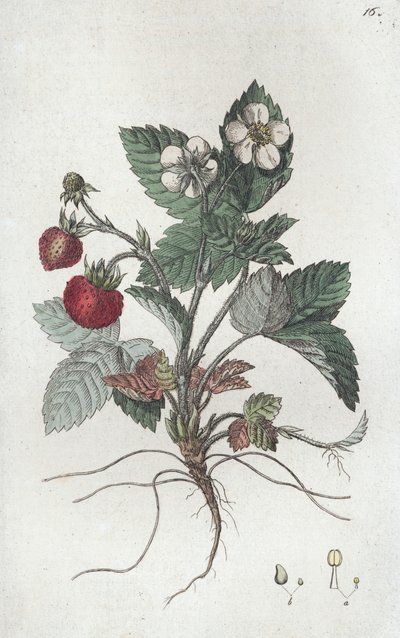 ワイルドストロベリー Fragaria vesca, 1804-1811 作： Johan Wilhelm Palmstruch