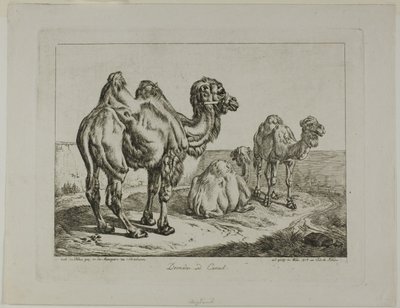 ドロメダリーとラクダ 作： Johann Adam Klein