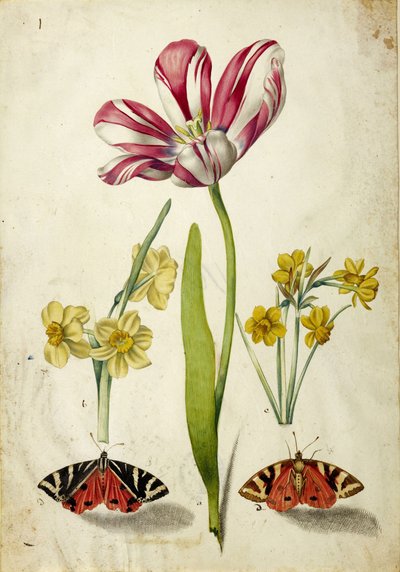 チューリップ、水仙、蝶々 1660年頃 作： Johann Bartholomäus Braun