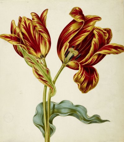 チューリップ、1660年頃 作： Johann Bartholomäus Braun