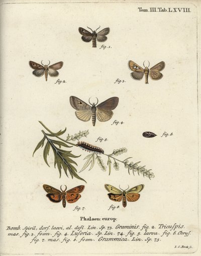 Antler moth, Lygephila lusoria and feathered footman. 作： Johann Carl Bock