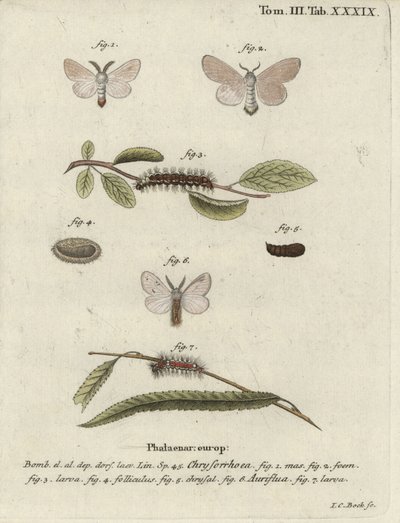Brown-tail moth, Euproctis chrysorrhoea. 作： Johann Carl Bock