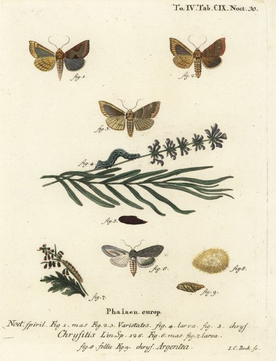 焼けた真鍮の蛾、Diachrysia chrysitis 1～5と、緑の銀色をした鮫、Cucullia argentea 6～9。Eugenius Johann Christoph Esperの『Die Schmetterlinge in Abbildungen nach der Natur, Erlange』の後にJohann Carl Bockが描いた手彩色銅版画。 作： Johann Carl Bock