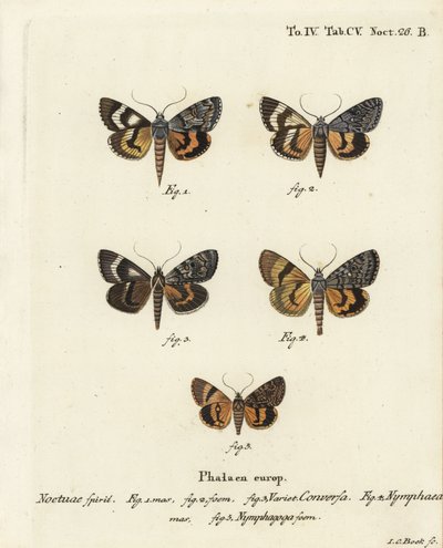 Catocala conversa 1-3, Catocala nymphaea 4, and oak yellow underwing, Catocala nymphagoga 5. Eugenius Johann Christoph EsperのDie Schmetterlinge in Abbildungen nach der Natur, Erlangenの後にJohann Carl Bockが描いた手彩色の銅版画。 作： Johann Carl Bock