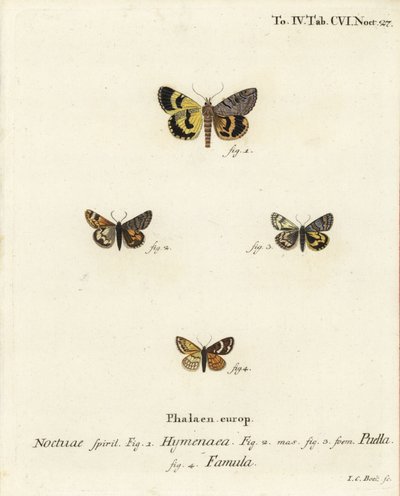 Catocala hymenaea 1, Amerila puella 2,3, Isturgia famula moths 4. Eugenius Johann Christoph EsperのDie Schmetterlinge in Abbildungen nach der Natur, Erlangenの後にJohann Carl Bockが描いた手彩色の銅版画。 作： Johann Carl Bock