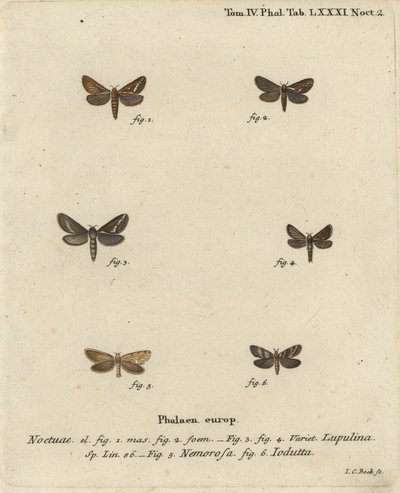 一般的なツバメガ、Korscheltellus lupulina 1～4、金色のツバメ、Phymatopus hecta 5、Pharmacis carna 6。エウゲニウス・ヨハン・クリストフ・エスパーの『Die Schmetterlinge in Abbildungen nach der Natur』（エルランゲン）の後にヨハン・カール・ボックが描いた手彩色の銅版画。 作： Johann Carl Bock