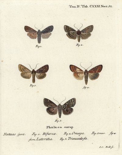 適合者、Lithophane furcifera 1、ダブルダート、Graphiphora augur 2、scarce brindle、Apamea lateritia 3,4、Silver arches、Polia hepatica 5。 作： Johann Carl Bock