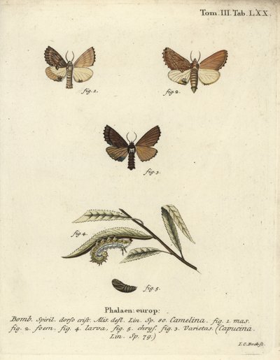 Coxcomb prominent, Ptilodon capucinus. 作： Johann Carl Bock