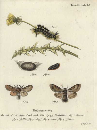 ダークタソック、Dicallomera fascelina。 作： Johann Carl Bock