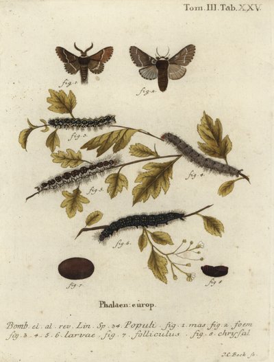 December moth, Poecilocampa populi. 作： Johann Carl Bock