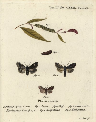 点、Melanchra persicariae 1-4、Dryobota labecula 5. Eugenius Johann Christoph EsperのDie Schmetterlinge in Abbildungen nach der Natur, Erlangenの後にJohann Carl Bockが描いた手彩色の銅版画。 作： Johann Carl Bock