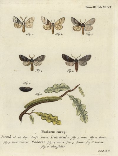 Drymonia dodonaea moth. 作： Johann Carl Bock