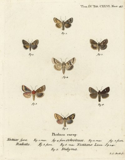 Dusky sallow, Eremobia ochroleuca 1,4, Cynaeda dentalis 2,3, Ear moth, Amphipoea oculea 5,6, and common rustic, Mesapamea secalis 7. Eugenius Johann Christoph EsperのDie Schmetterlinge in AbbildをもとにJohann Carl Bockが描いた手彩色銅版画。 作： Johann Carl Bock