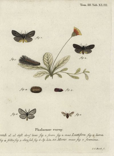Epatolmis caesareaとPenthophera morioの蛾。 作： Johann Carl Bock