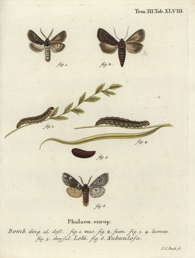 Feathered gothic and Rannoch sprawler moths. 作： Johann Carl Bock