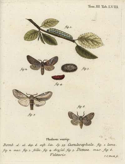 8の字、目立つツバメ、Drymonia velitaris moth。 作： Johann Carl Bock