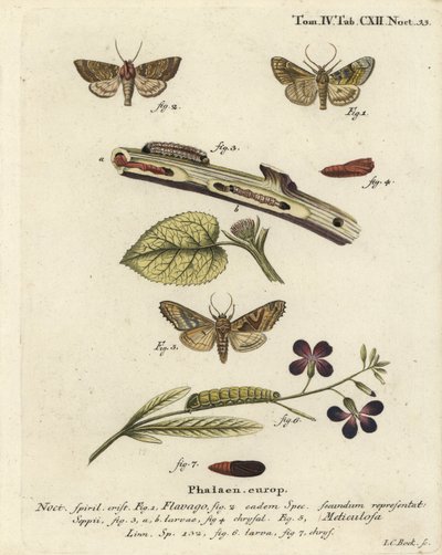 フロストオレンジの蛾、Gortyna flavago 1,2とアングルシェード、Phlogophora meticulosa 3-7 。エウゲニウス・ヨハン・クリストフ・エスパーの『Die Schmetterlinge in Abbildungen nach der Natur』（エルランゲン）の後にヨハン・カール・ボックが描いた手彩色の銅版画 作： Johann Carl Bock