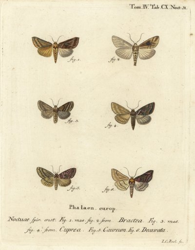 金のスパングル、Autographa bractea 1,2、Euchalcia modestoides 3,4、Lamprotes c-aureum 5、Panchrysia deaurata 6。エウゲニウス・ヨハン・クリストフ・エスパーの『Die Schmetterlinge in Abbildungen nach der Natur』に倣ったヨハン・カール・ボックの手彩色銅版画。 作： Johann Carl Bock