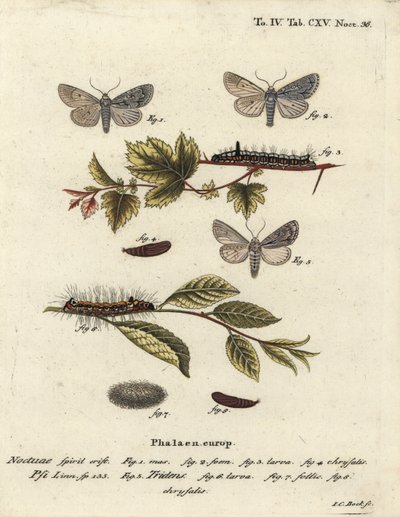 灰色の短剣、Acronicta psi 1-4と暗い短剣、Acronicta tridens 5-8。 Eugenius Johann Christoph EsperのDie Schmetterlinge in Abbildungen nach der Natur, Erlangenの後、Johann Carl Bockによる手彩色の銅版画。 作： Johann Carl Bock