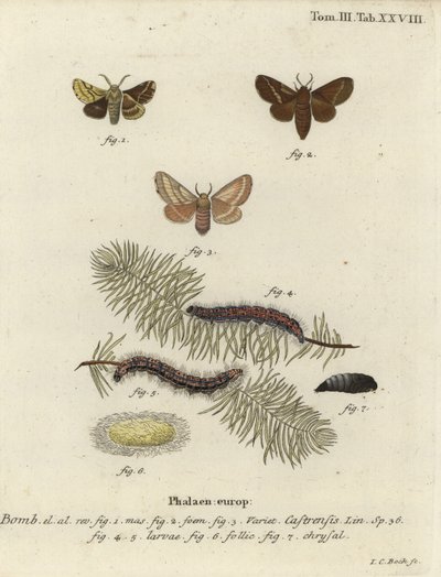 グラウンド・リーキー・モス（Malacosoma castrense）。 作： Johann Carl Bock