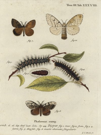 Gypsy moth, Lymantria dispar. 作： Johann Carl Bock