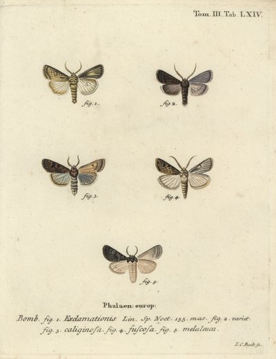 ハートアンドダーツモス、カブトモス、シルバークラウド。 作： Johann Carl Bock