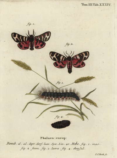 ヒビタイガーモス（Arctia festiva）。 作： Johann Carl Bock