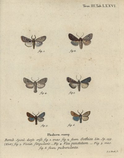 ヘブライ文字、黒斑の栗、小さなクエーカーモスなど。 作： Johann Carl Bock
