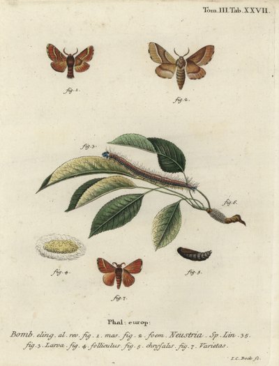 Lackey moth, Malacosoma neustria. 作： Johann Carl Bock