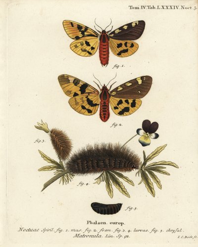 大型のタイガーモス、オスとメス、Pericallia matronula。エウゲニウス・ヨハン・クリストフ・エスパーの『Die Schmetterlinge in Abbildungen nach der Natur』（エルランゲン）の後にヨハン・カール・ボックが描いた手彩色銅版画 作： Johann Carl Bock