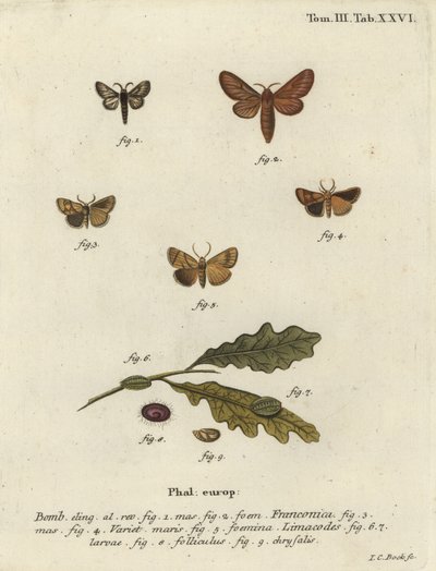 Malacosoma franconicumのガとフェスって、Apoda limacodes。 作： Johann Carl Bock