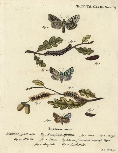 Merveille du jour, Dichonia aprilina 1-4, scarce merveille du jour, Moma alpium 5-7, and marbled green, Cryphia muralis 8. Eugenius Johann Christoph Esperの『Die Schmetterlinge in Abbildungen nach』に倣って、Johann Carl Bockが手彩色の銅版画を描いたもの。 作： Johann Carl Bock