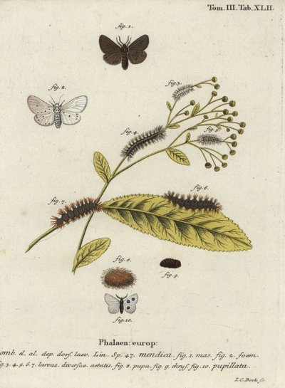 モスリンモス（Diaphora mendica）。 作： Johann Carl Bock