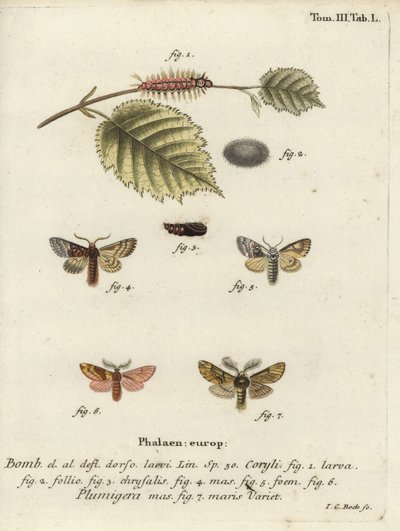 ナッツツリーのトサカとプラムが目立つ。 作： Johann Carl Bock