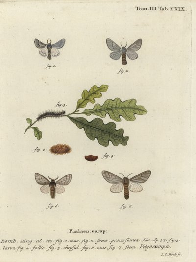 Oak processionary moth, Thaumetopoea processionea. 作： Johann Carl Bock
