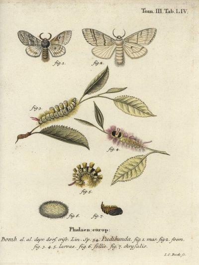 淡い色合いのトサカ、Calliteara pudibunda。 作： Johann Carl Bock