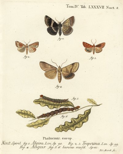 Passenger moth, Dysgonia algira 1, dun-bar, Cosmia trapezina 2-3, double dart or soothsayer, Graphiphora augur 4, larvae 5-6.エウゲニウス・ヨハン・クリストフ・エスパーの『Die Schmetterlinge in Abbildungen n』の後にヨハン・カール・ボックが描いた手彩色の銅版画。 作： Johann Carl Bock