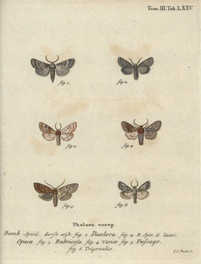 粉末状のクエーカー、赤栗、煉瓦ガなど。 作： Johann Carl Bock