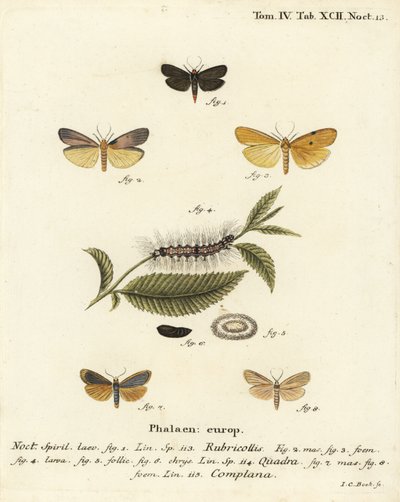 赤首の足軽（Atolmis rubricollis 1）、4つの斑点のある足軽（Lithosia quadra 2-6）、バフの足軽（Katha depressa 7,9）。エウゲニウス・ヨハン・クリストフ・エスパーの『Die Schmetterlinge in Abbildungen na』の後にヨハン・カール・ボックが描いた手彩色の銅版画。 作： Johann Carl Bock