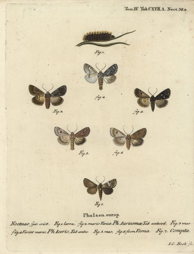 稀少な短剣、Acronicta auricoma 1～3、ソテツガ、Acronicta aceris、ナツメグガ4,5、Hadula trifolii 6、変化に富んだコロネ、Hadena compta 7。エウゲニウス・ヨハン・クリストフ・エスパーの『Die Schmetterling』の後にヨハン・カール・ボックが描いた手彩色の銅版画 作： Johann Carl Bock