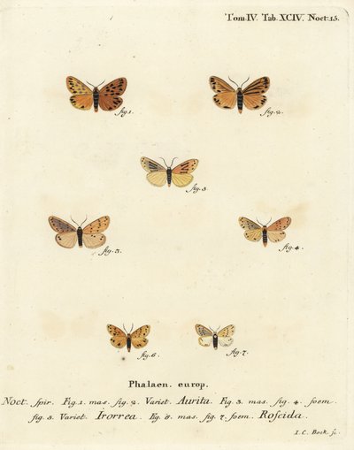 Setina aurita moth 1,2, dew moth, Setina irrorella 3-5, and Setina roscida moth 6,7.エウゲニウス・ヨハン・クリストフ・エスパーの『Die Schmetterlinge in Abbildungen nach der Natur』（エルランゲン）に倣ったヨハン・カール・ボックによる手彩色銅版画。 作： Johann Carl Bock