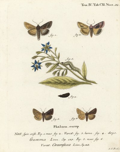 シルバーY字型の蛾、Autographa gamma 1-4とエセックスY字型の蛾、Cornutiplusia circumflexa 5,6。エウゲニウス・ヨハン・クリストフ・エスパーの『Die Schmetterlinge in Abbildungen nach der Natur』（エルランゲン）の後にヨハン・カール・ボックが描いた手彩色銅版画 作： Johann Carl Bock