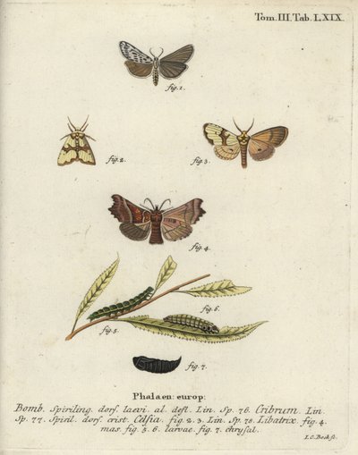 Speckled footman、Staurophora celsia、Herald moth。 作： Johann Carl Bock