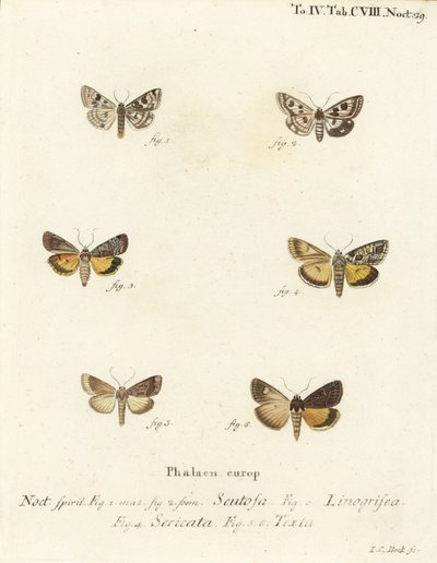 斑入りのクローバー、Schinia scutosa 1,2、Epilecta linogrisea 3、Guernsey underwing、Polyphaenis sericata 4、Straw underwing、Thalpophila matura 5,6。エウゲニウス・ヨハン・クリストフ・エスパーの『Die Schmette』の後にヨハン・カール・ボックが描いた手彩色の銅版画 作： Johann Carl Bock