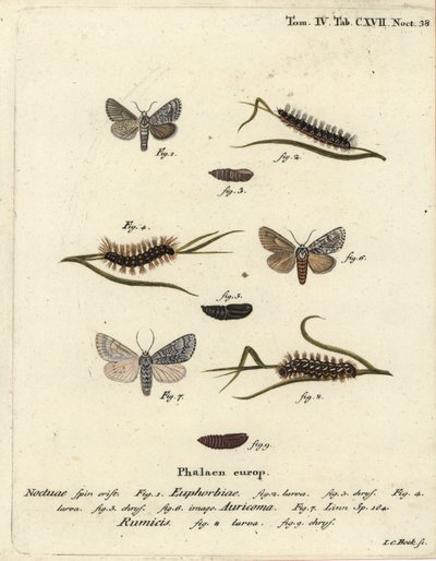 スイートゲイル・モス（Acronicta euphorbiae）1～5、スカーズ・ダガー（Acronicta auricoma）6、ノット・グラス・モス（Acronicta rumicis）7～9。エウゲニウス・ヨハン・クリストフ・エスパーの『Die Schmetterlinge in Abbildungen nac』の後にヨハン・カール・ボックが描いた手彩色の銅版画 作： Johann Carl Bock