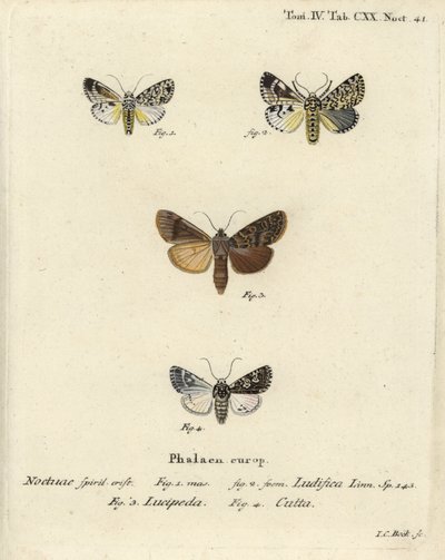 Trichosea ludifica 1,2, southern rustic, Rhyacia lucipeta 3, Lamprosticta culta 4.エウゲニウス・ヨハン・クリストフ・エスパーの『Die Schmetterlinge in Abbildungen nach der Natur』（エルランゲン）の後にヨハン・カール・ボックが描いた手彩色銅版画。 作： Johann Carl Bock