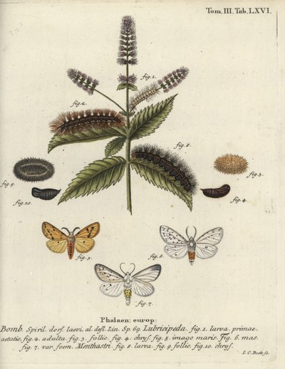 ホワイト・エルミン（Spilosoma lubricipeda）。 作： Johann Carl Bock