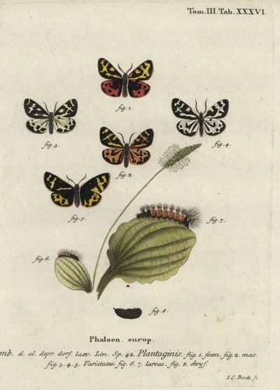 ウッドタイガーモス（Parasemia plantaginis）。 作： Johann Carl Bock