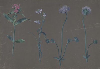 3 つの花の習作、1781 年。 作： Johann Christian August Birnbaum