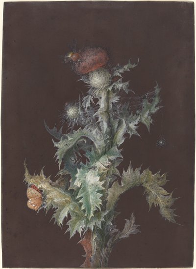 昆虫とアザミ 作： Johann Christoph Dietzsch